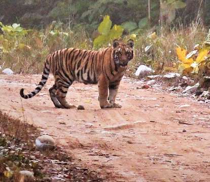 It was declared as a Tiger reserve in 2015 It was declared as a Tiger reserve in 2015.